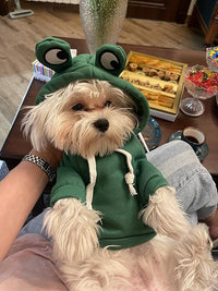 Which Pet Outfits Photograph Best For Instagram? A Quick Guide