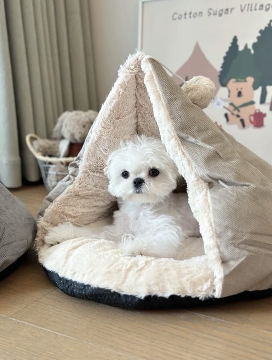 Beds & Blankets - Pawtique