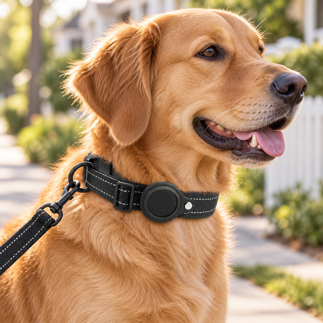 Dog wearing black Pawtique TraceTag collar with leash attached to the D-ring