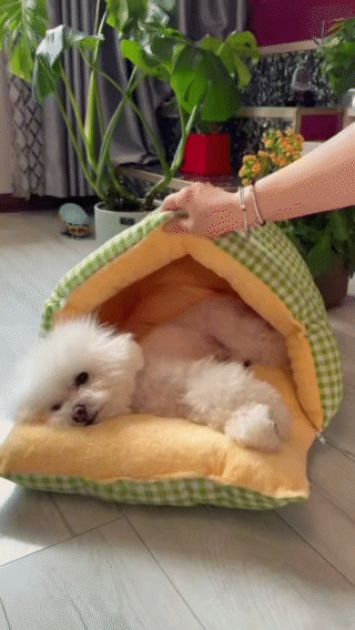 Original green GinghamHaven pet bed use demonstration with a small dog