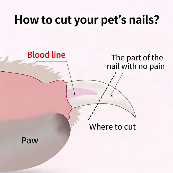 2 - in - 1 LED Pet Nail Trimmer - Pawtique