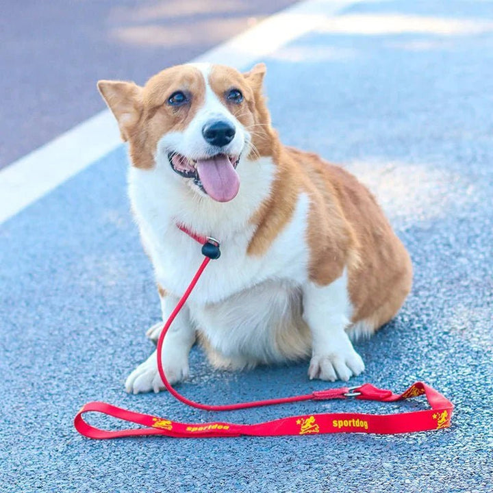 2 - in - 1 Slip Leash &amp; Collar - Pawtique