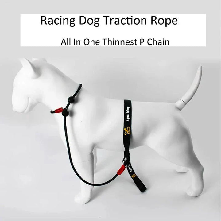 2 - in - 1 Slip Leash &amp; Collar - Pawtique