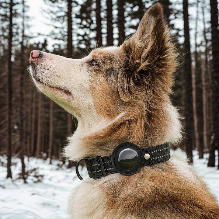 Dog wearing a black collar with a round device in a snowy forest