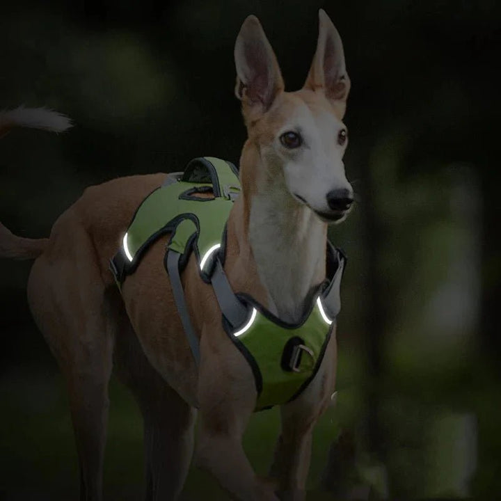 Adjustable Oxford Harness - Pawtique