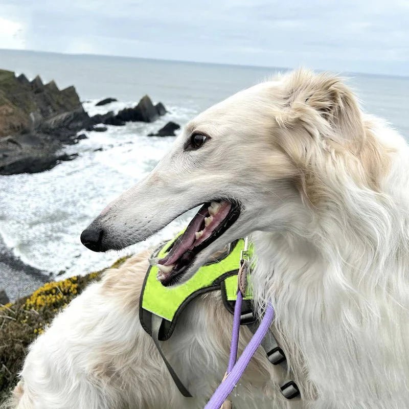 Adjustable Oxford Harness - Pawtique