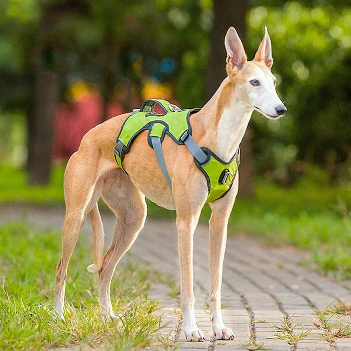 Adjustable Oxford Harness - Pawtique