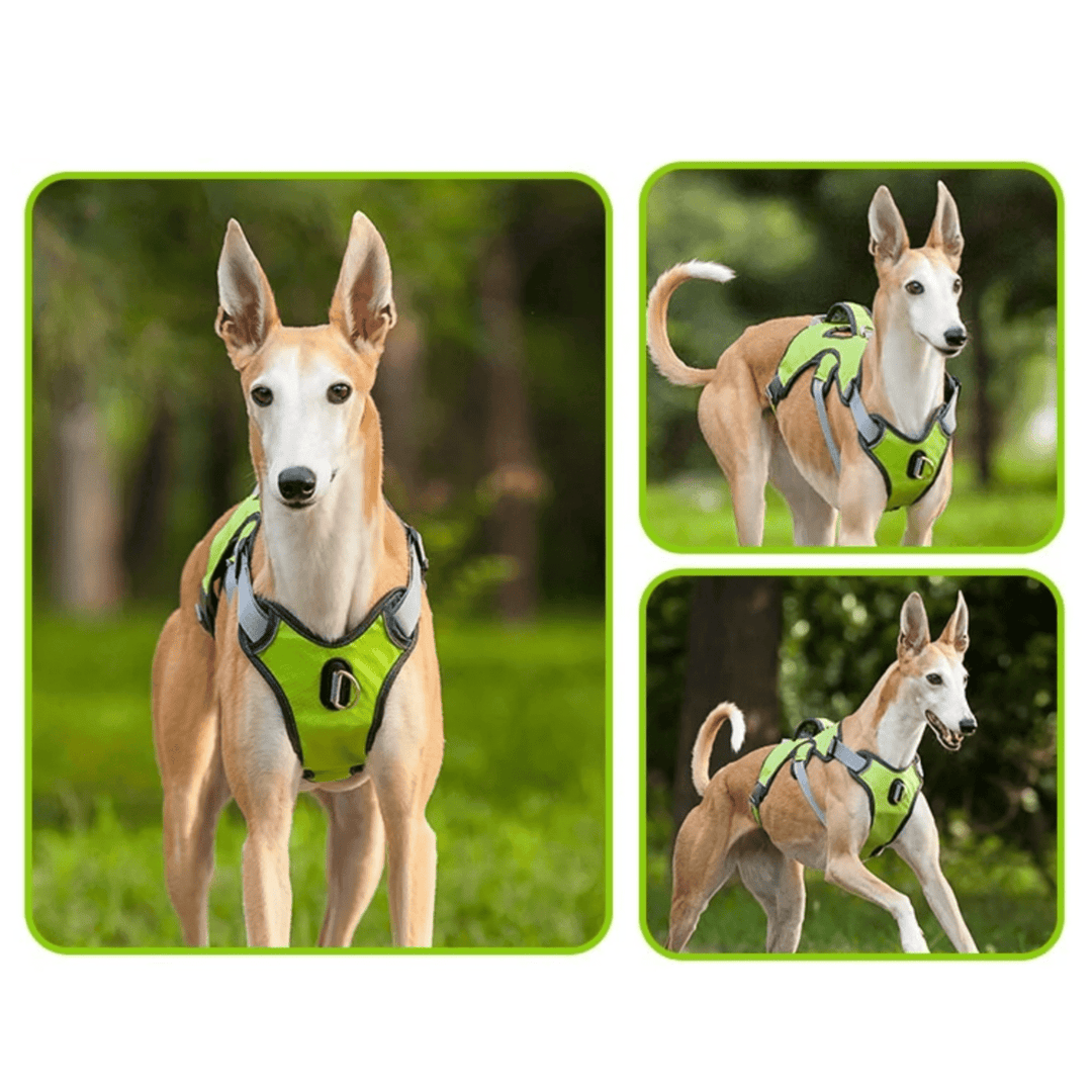 Adjustable Oxford Harness - Pawtique
