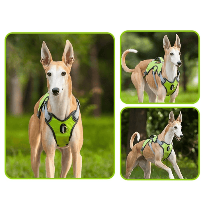 Adjustable Oxford Harness - Pawtique
