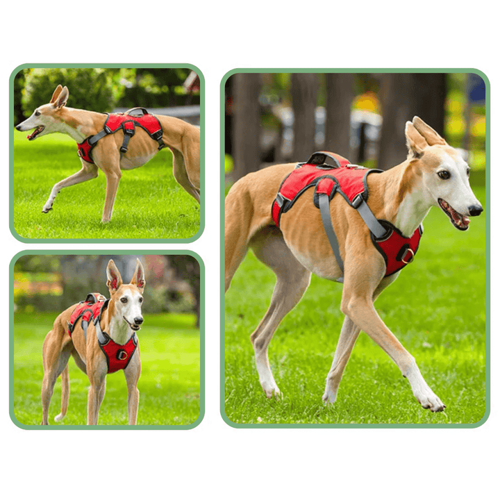 Adjustable Oxford Harness - Pawtique