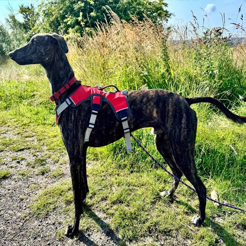 Adjustable Oxford Harness - Pawtique