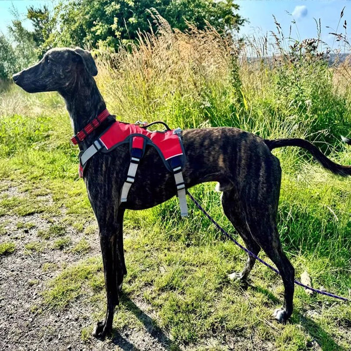 Adjustable Oxford Harness - Pawtique