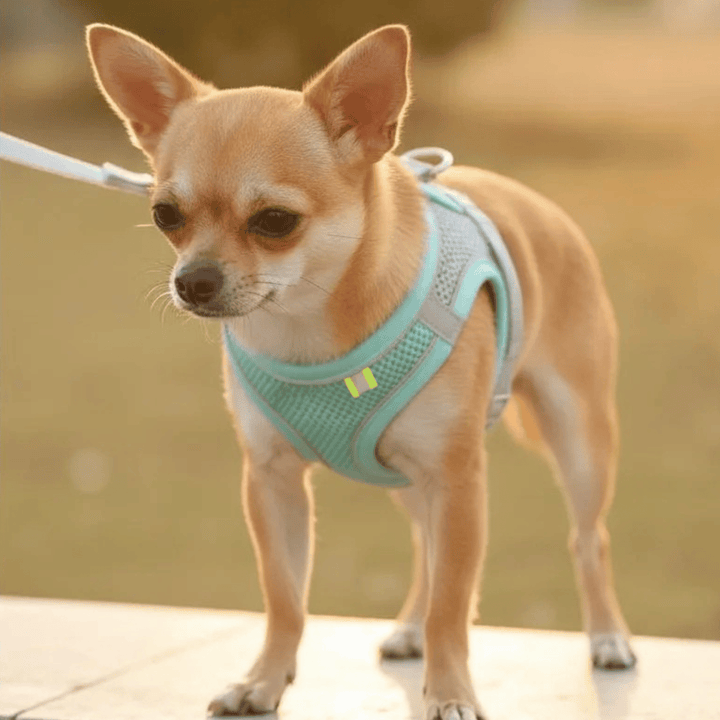 Breathable Dog Harness – Adjustable Harness for Cats &amp; Dogs - Pawtique