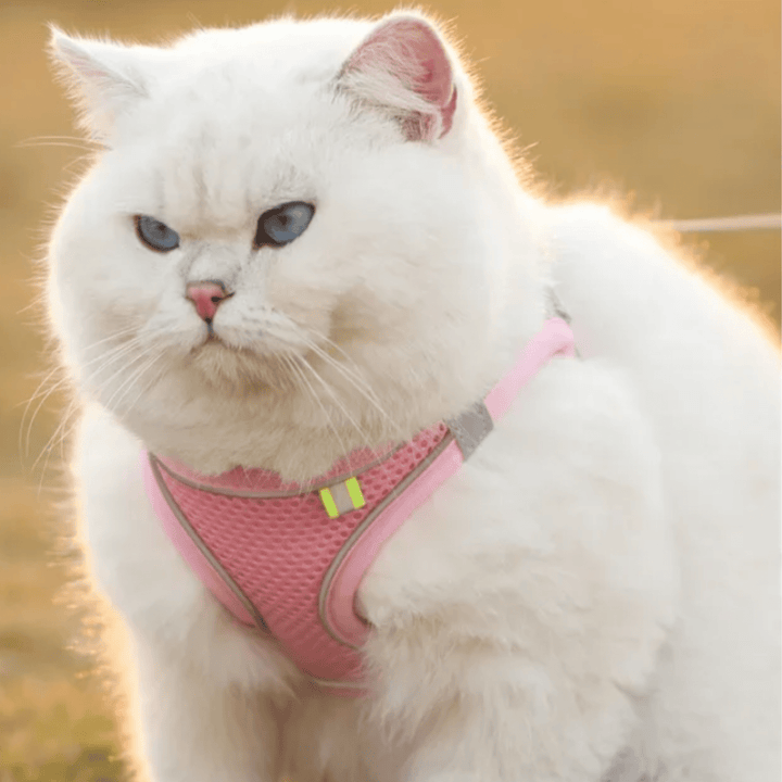 Breathable Dog Harness – Adjustable Harness for Cats &amp; Dogs - Pawtique