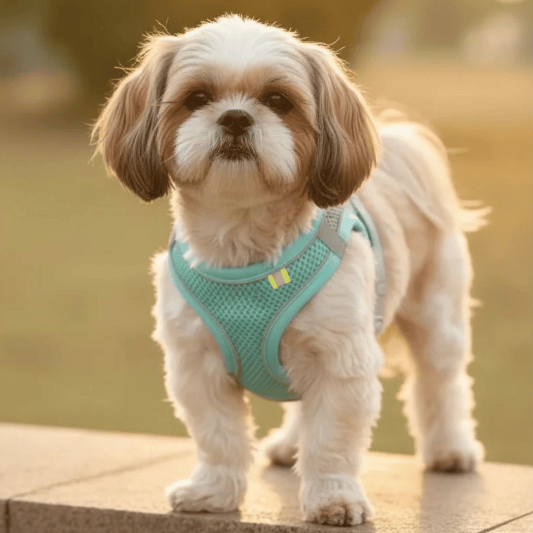 Breathable Dog Harness – Adjustable Harness for Cats &amp; Dogs - Pawtique