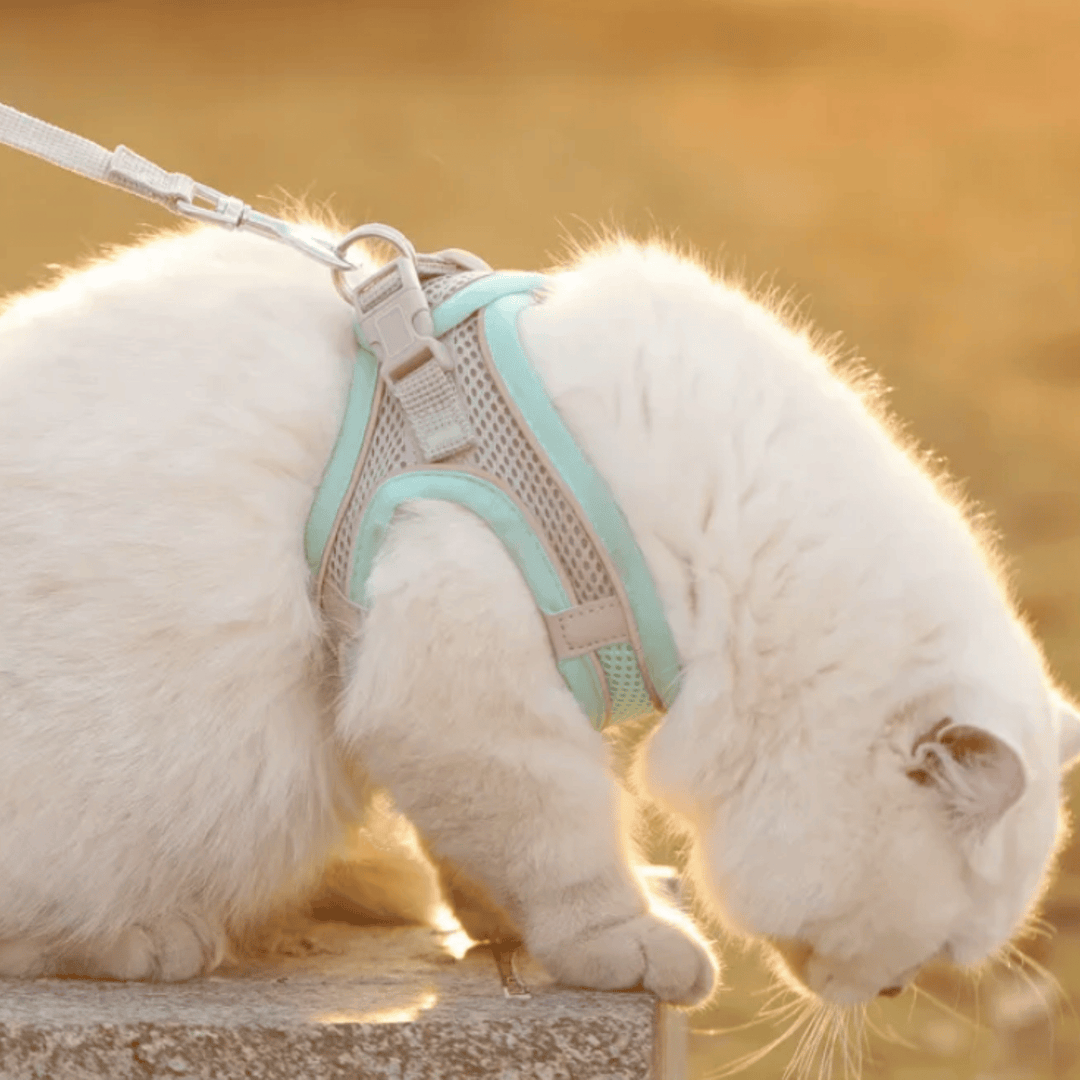 Breathable Dog Harness – Adjustable Harness for Cats &amp; Dogs - Pawtique