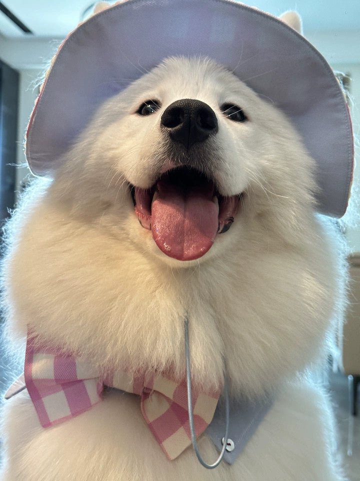 Bucket Hat – Sun Protection &amp; Fashion - Pawtique