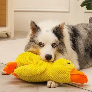 Yellow duck plush dog toy beside a border collie; actual product photo, one toy per selected size