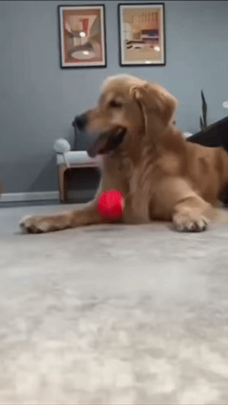 [HOT SALE] Viral DuraSpin™ Interactive Dog Ball