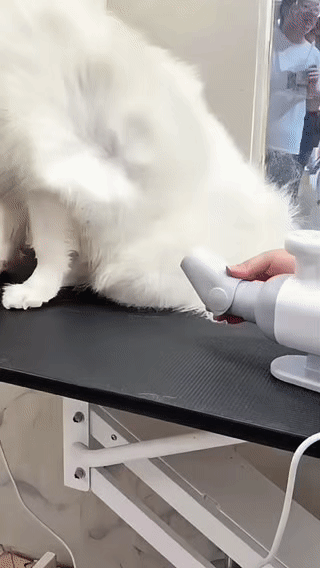 L&W BROS. Pet Dryer: Power Meets Quiet Comfort