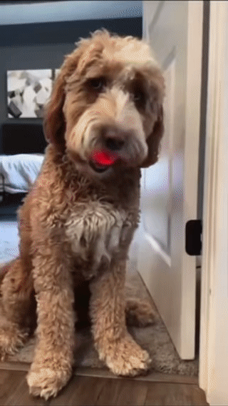 [HOT SALE] Viral DuraSpin™ Interactive Dog Ball