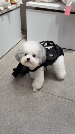 FCT Pet Carrier Backpack - Effortless Carrying & Gentle Care for Your Pup’s Journeys