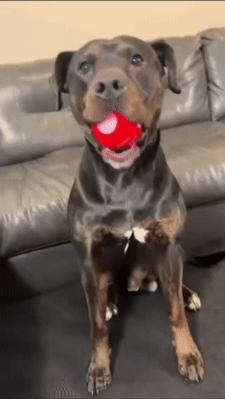[HOT SALE] Viral DuraSpin™ Interactive Dog Ball