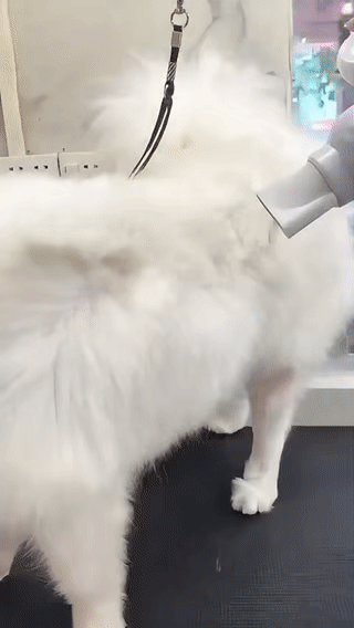 L&W BROS. Pet Dryer: Power Meets Quiet Comfort