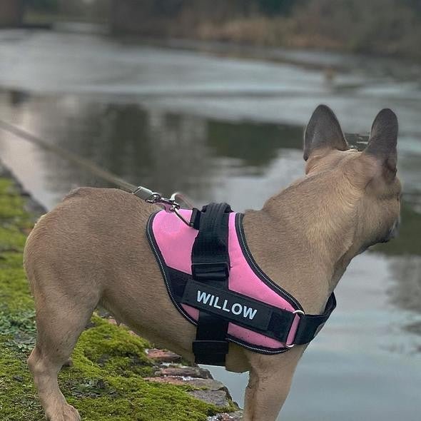 Custom No Pull Dog Harness with Name and Phone Number, Heavy Duty Personalized Pet Vest - Pawtique
