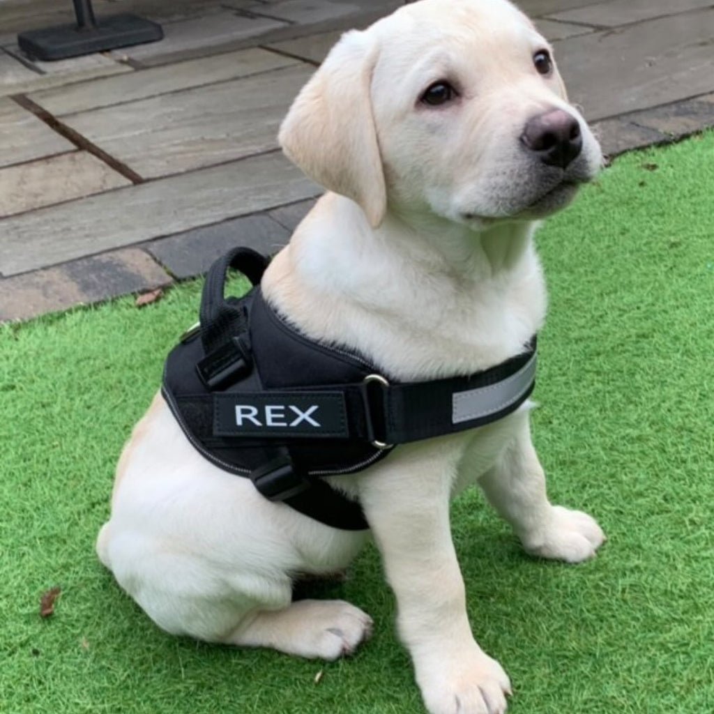 Custom No Pull Dog Harness with Name and Phone Number, Heavy Duty Personalized Pet Vest - Pawtique