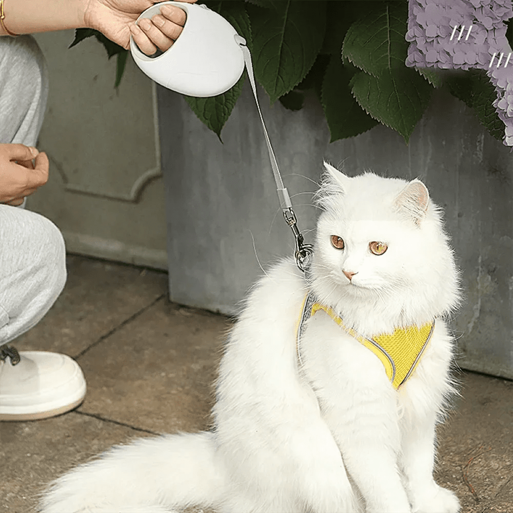 Flexi Belt (3M/5M) - Pawtique