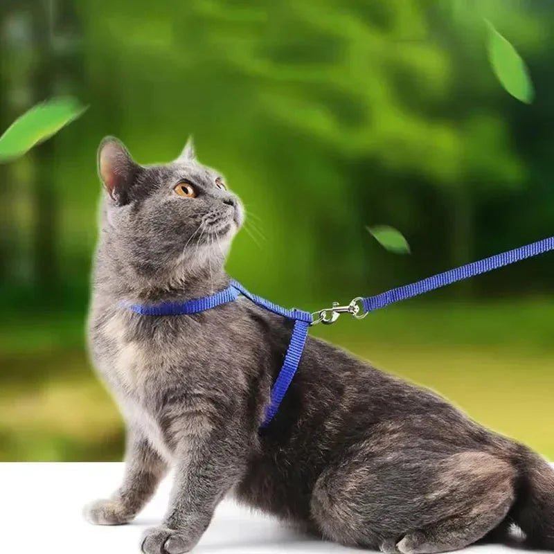 H - shaped harness with leash - Pawtique