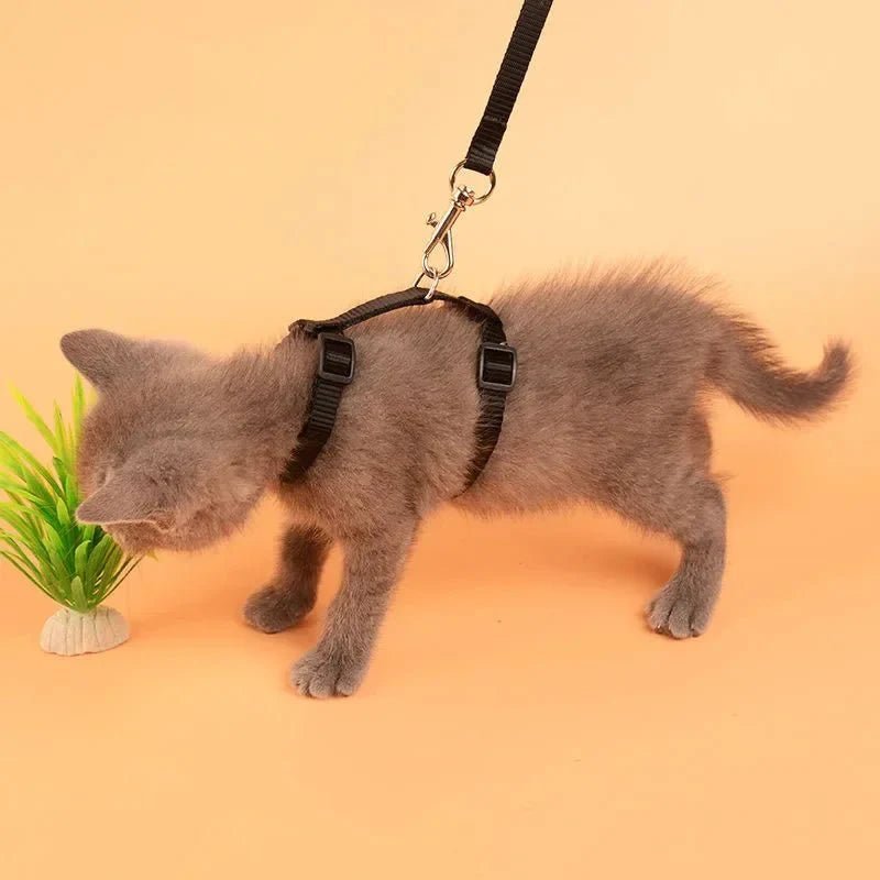 H - shaped harness with leash - Pawtique