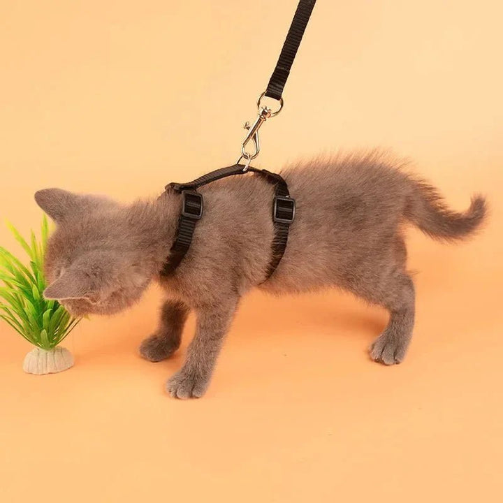 H - shaped harness with leash - Pawtique