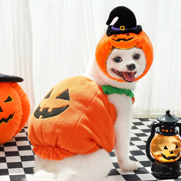 Halloween Pumpkin Cute costume - Pawtique
