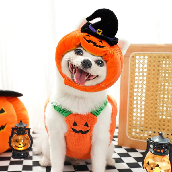 Halloween Pumpkin Cute costume - Pawtique