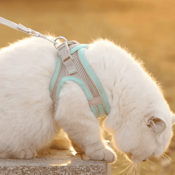 Breathable Dog Harness – Adjustable Harness for Cats & Dogs