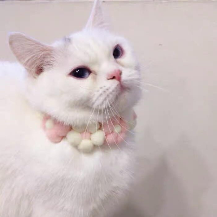 Knitted Flower Cat Dog Collar - Pawtique