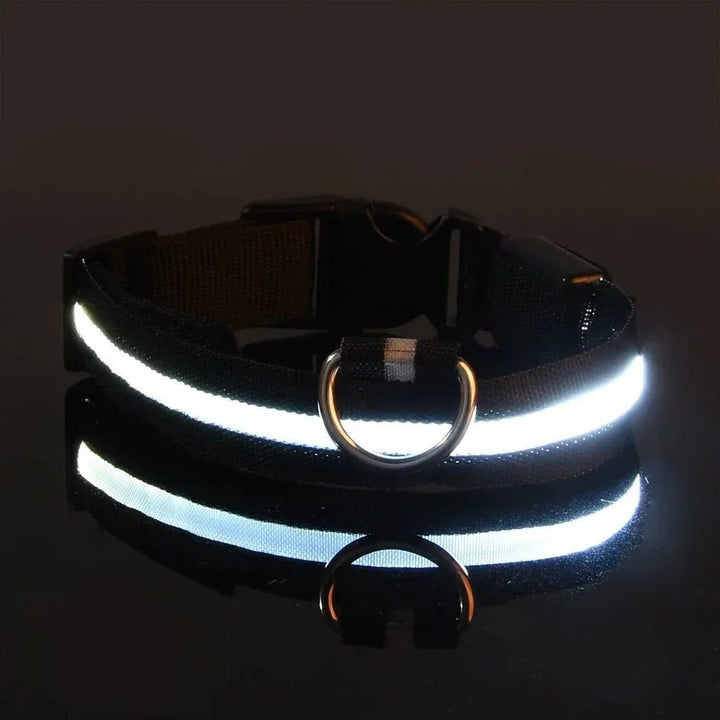 LED Collar for Dogs - Pawtique