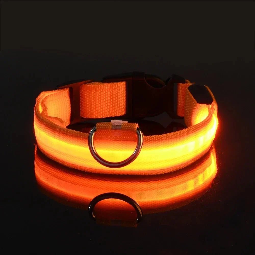 LED Collar for Dogs - Pawtique