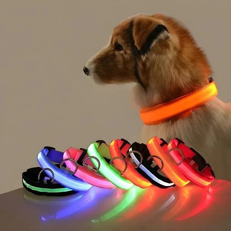LED Collar for Dogs - Pawtique