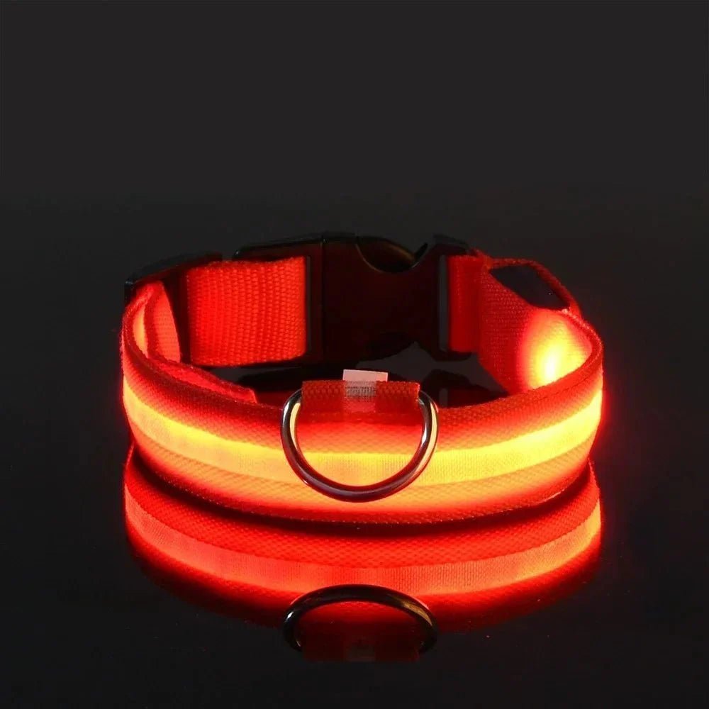 LED Collar for Dogs - Pawtique