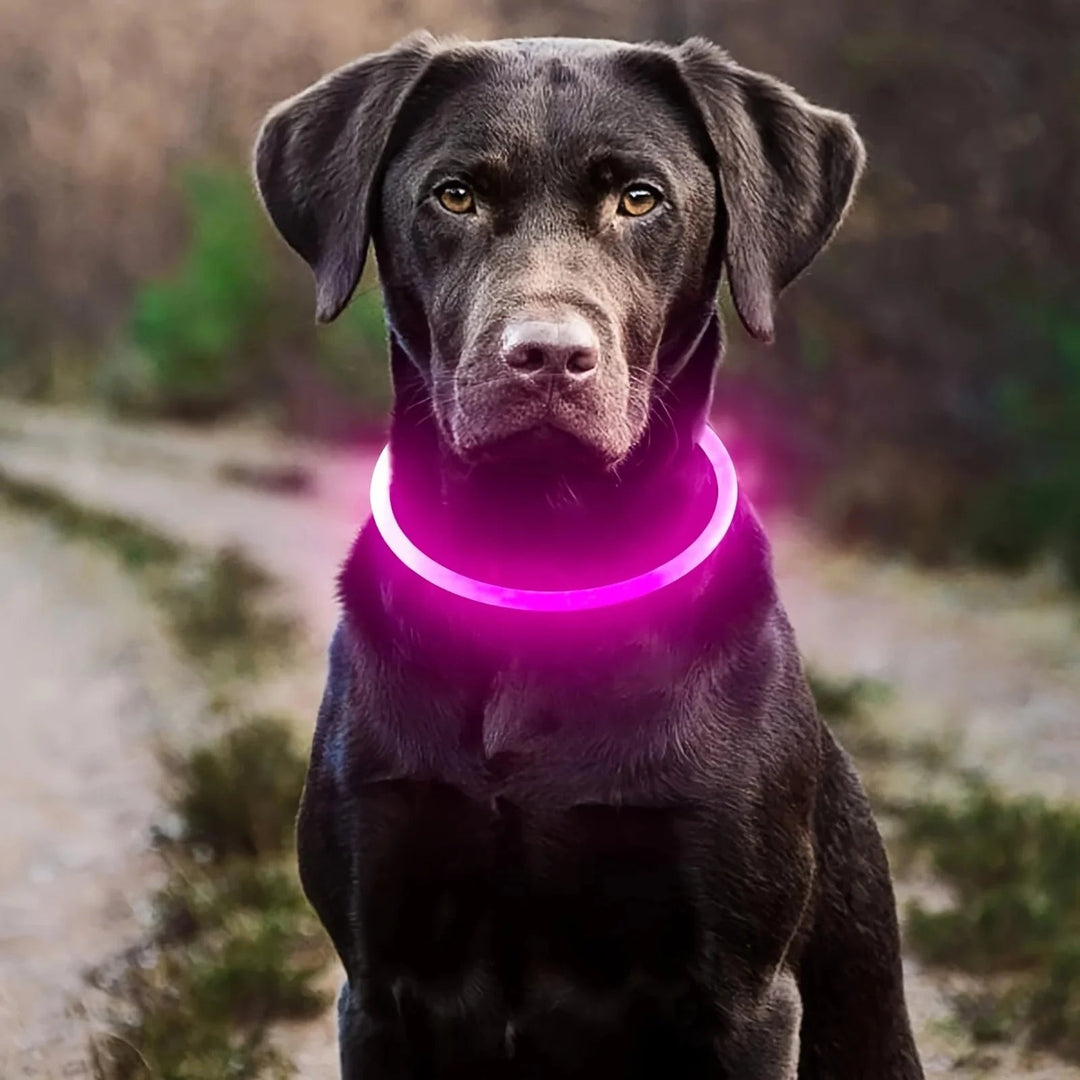LED Collar Rechargeable - Pawtique