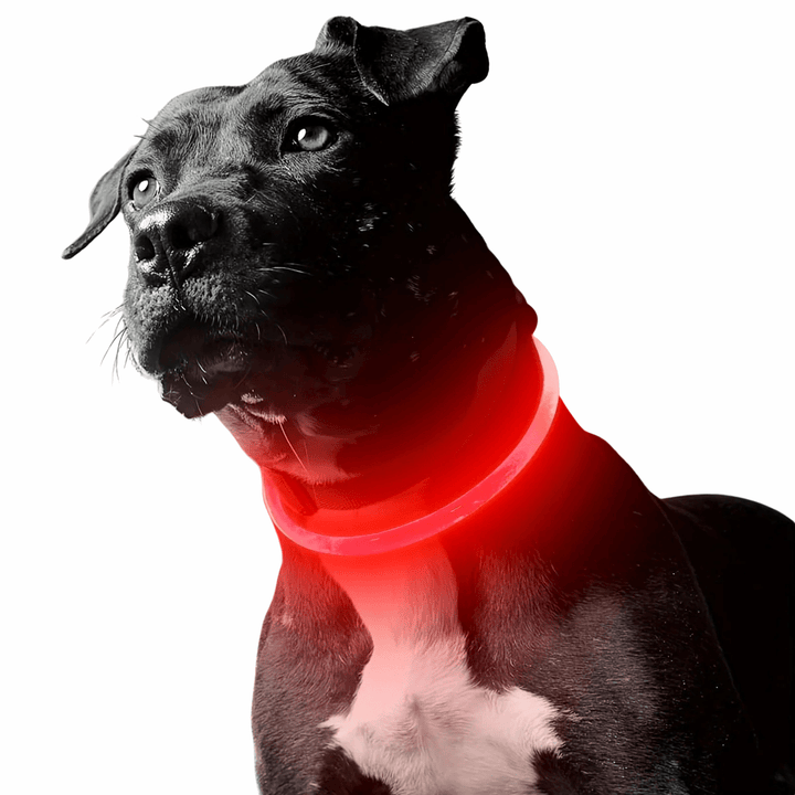 LED Collar Rechargeable - Pawtique