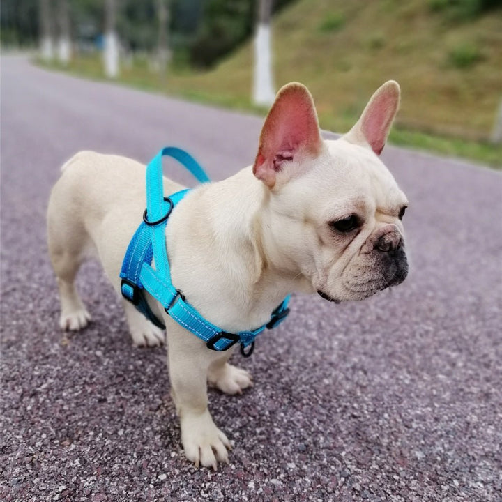 Nylon Dog Harness - Pawtique