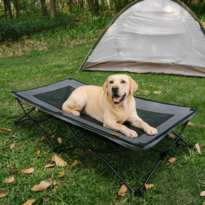 Pawtique AirLift™ Folding Elevated Dog Cot - Pawtique