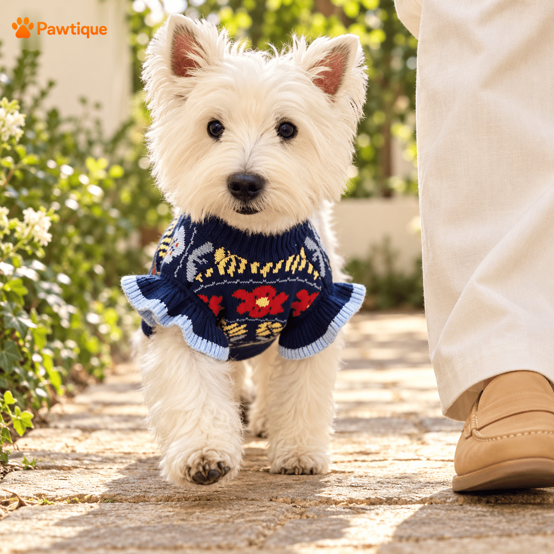 Dog wearing the Bloomruffle sweater during an outdoor walk with their owner