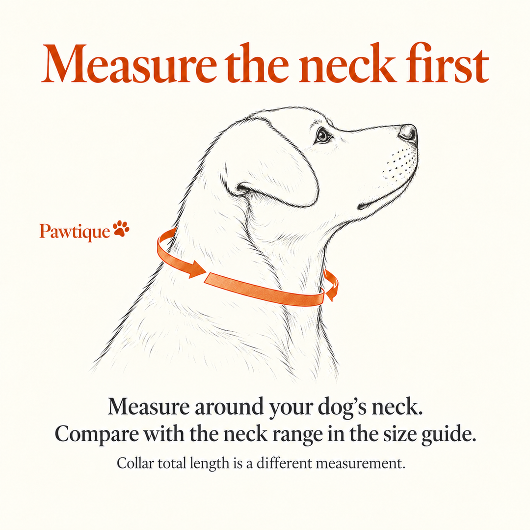 Measure around the dog&