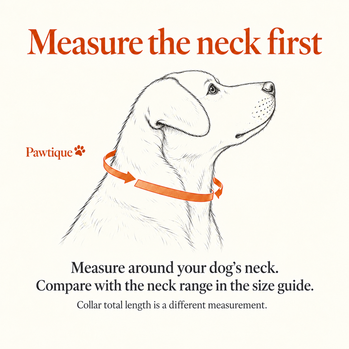 Measure around the dog&