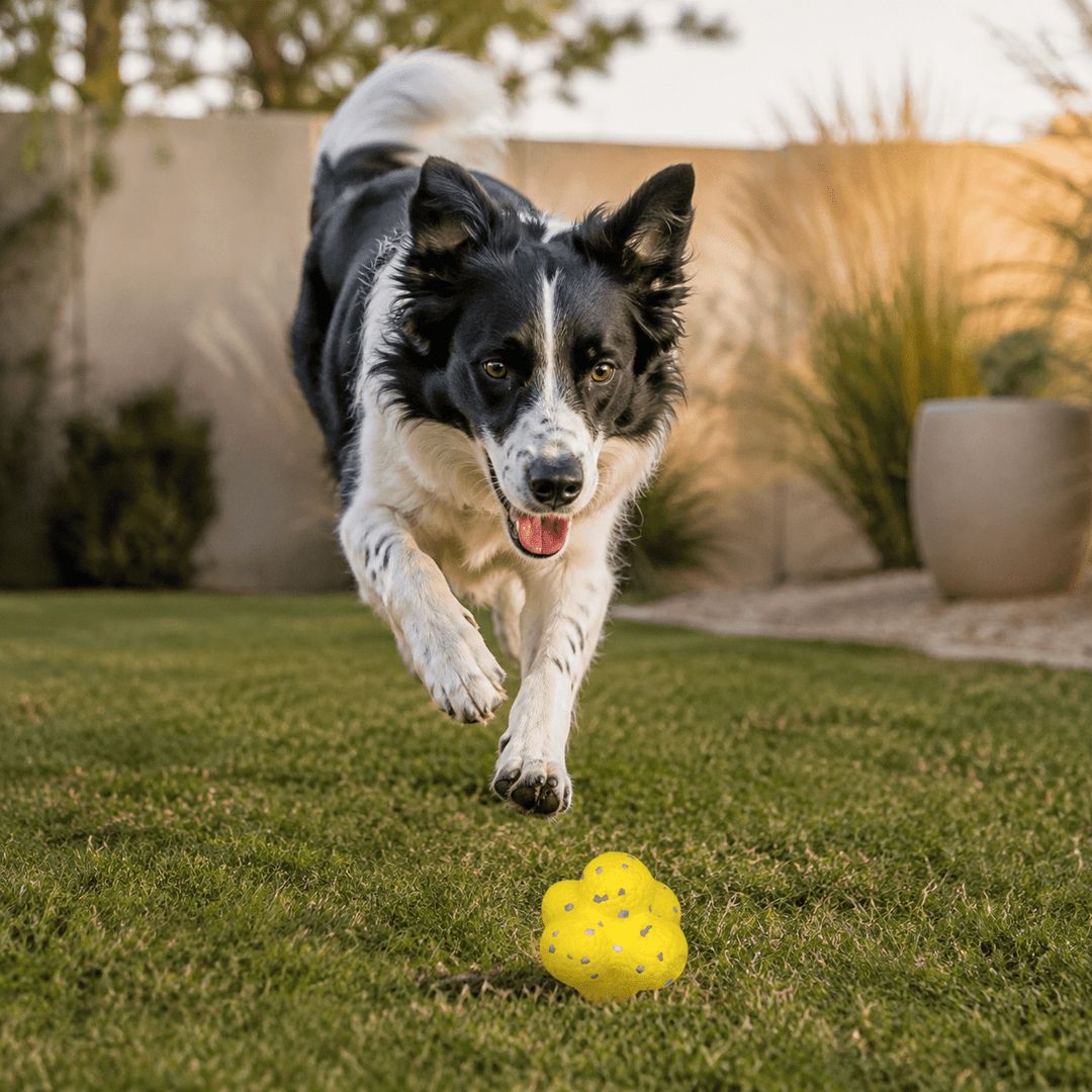 Pawtique BounceBright™ Textured Fetch Toy - Pawtique